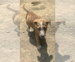 Small #1 Australian Shepherd Mix