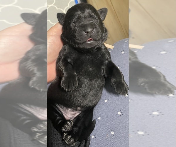 Medium Photo #3 Labrador Retriever Puppy For Sale in LIBERTY, SC, USA