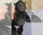 Small #2 Labrador Retriever