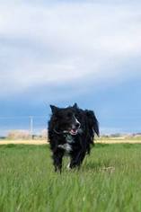 Mother of the Border Collie puppies born on 06/23/2017