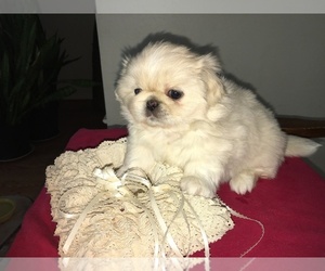 Pekingese Puppy for sale in MESQUITE, TX, USA
