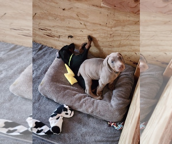 Medium Photo #9 Doberman Pinscher Puppy For Sale in CLINTON, OH, USA