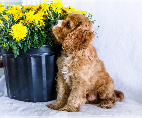 Medium Photo #10 Cockalier Puppy For Sale in WAKARUSA, IN, USA