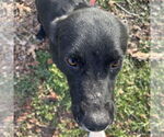 Small #4 Labrador Retriever Mix