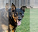 Small #11 Shepweiller