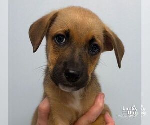 Carolina Dog-Unknown Mix Dogs for adoption in Washington, DC, USA