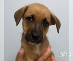Zara - Female Carolina Dog-Unknown Mix Dog for Adoption - Small photo