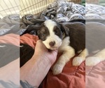 Puppy 6 Aussiedoodle Miniature 