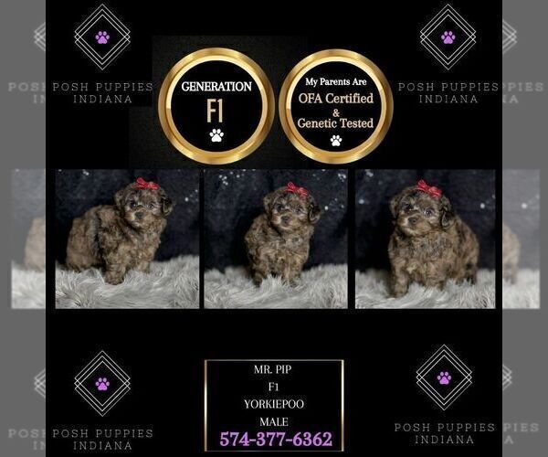 Medium Photo #95 Yorkipoo Puppy For Sale in WARSAW, IN, USA