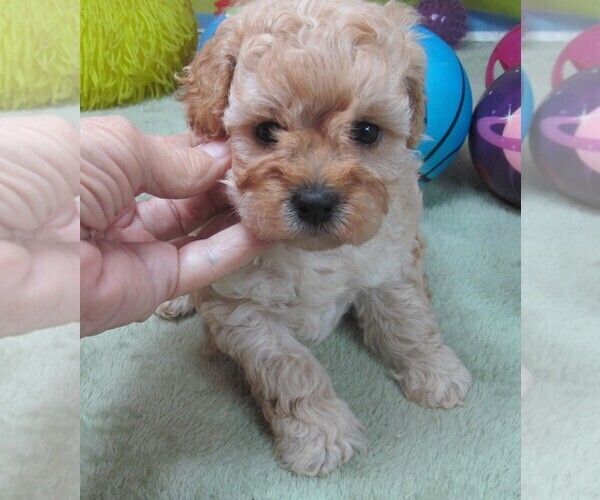 Medium Photo #1 Cavapoo Puppy For Sale in RATTAN, OK, USA