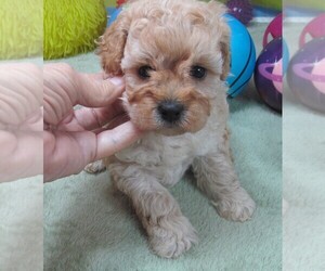 Cavapoo Puppy for sale in RATTAN, OK, USA