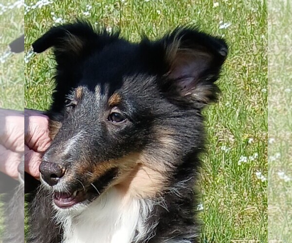 Medium Photo #1 Shetland Sheepdog Puppy For Sale in SANBORNVILLE, NH, USA