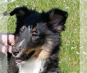 Shetland Sheepdog Puppy for sale in SANBORNVILLE, NH, USA