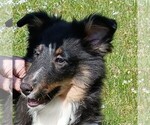 Small Shetland Sheepdog