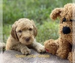Small Photo #13 Goldendoodle Puppy For Sale in CROTON, MI, USA