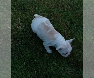 French Bulldog Puppy for sale in BIDWELL, OH, USA