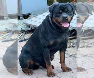 Father of the Rottweiler puppies born on 02/25/2024