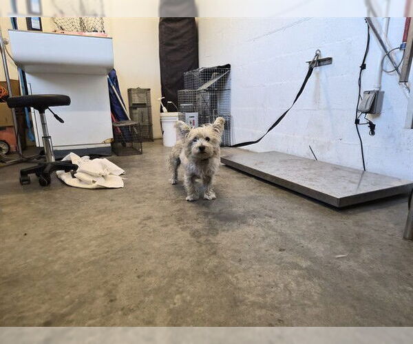 Medium Photo #1 Mutt Puppy For Sale in Corona, CA, USA