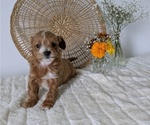 Small Photo #58 Poovanese Puppy For Sale in GOSHEN, IN, USA