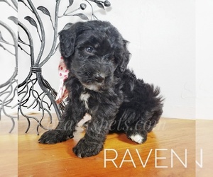 Sheepadoodle Puppy for sale in CEDAR GAP, MO, USA