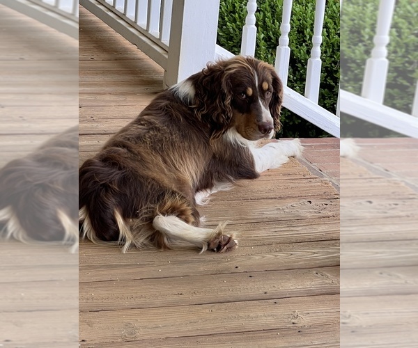 Medium Photo #1 English Springer Spaniel Puppy For Sale in MILAN, GA, USA