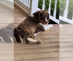 Small Photo #1 English Springer Spaniel Puppy For Sale in MILAN, GA, USA