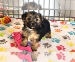 Small #4 Morkie