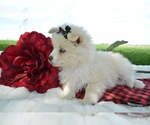 Small Photo #4 Pomsky Puppy For Sale in HONEY BROOK, PA, USA