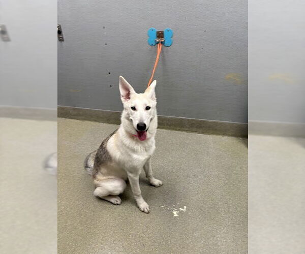 Medium Photo #1 German Shepherd Dog-Siberian Husky Mix Puppy For Sale in Las Vegas, NV, USA