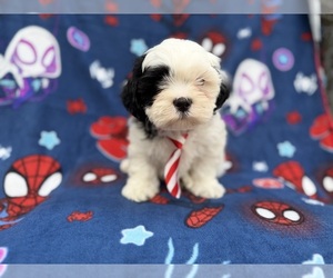 Zuchon Puppy for sale in LAKELAND, FL, USA