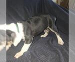 Small Photo #68 Olde English Bulldogge Puppy For Sale in HAMLER, OH, USA