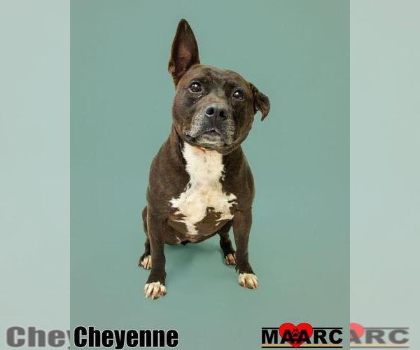 Medium Photo #10 Mutt Puppy For Sale in Maryville, TN, USA