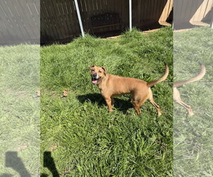 Nannerz - Female Mutt Dog for Adoption - Photo #2
