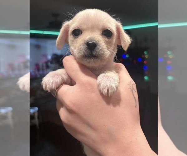 Medium Photo #11 American Eskimo Dog-Pug Mix Puppy For Sale in THOMASVILLE, NC, USA