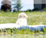 Small Photo #17 Maltipoo Puppy For Sale in WARSAW, IN, USA