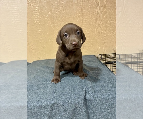 Medium Photo #2 Labrador Retriever Puppy For Sale in FREDERICKSBURG, TX, USA