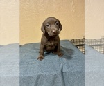 Small #1 Labrador Retriever