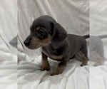 Small #3 Chiweenie