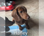 Small #1 Dachshund