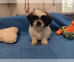 Small Photo #2 Shih Tzu Puppy For Sale in CAMPBELL HILL, IL, USA