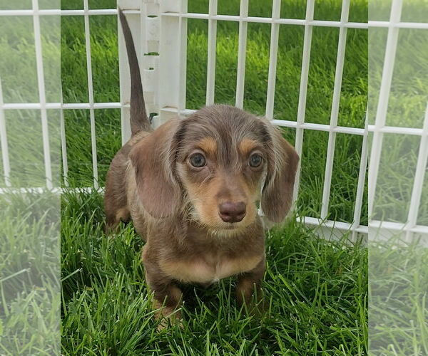 Medium Photo #2 Dachshund Puppy For Sale in Sioux Falls, SD, USA