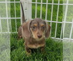 Small #1 Dachshund