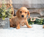 Puppy Lance Dachshund