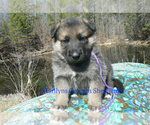 Small Photo #3 German Shepherd Dog Puppy For Sale in PIEDMONT, MO, USA