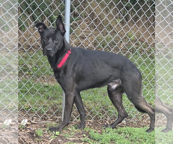 Medium Photo #1 German Shepherd Dog-Unknown Mix Puppy For Sale in Martinsburg, WV, USA