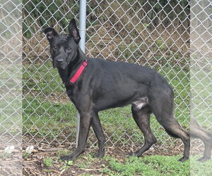 German Shepherd Dog-Unknown Mix Dogs for adoption in Martinsburg, WV, USA