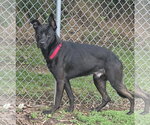 Small German Shepherd Dog Mix