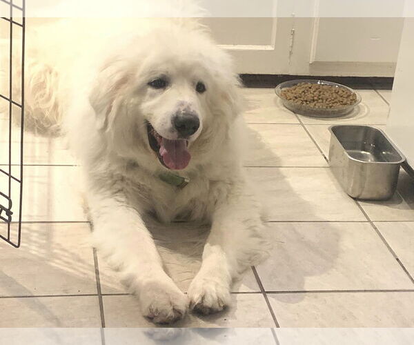Medium Photo #8 Great Pyrenees Puppy For Sale in Spring, TX, USA