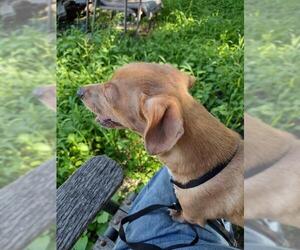 Chihuahua Dogs for adoption in San Antonio, TX, USA