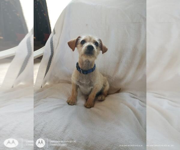 Medium Photo #3 Mutt Puppy For Sale in Arlington, WA, USA